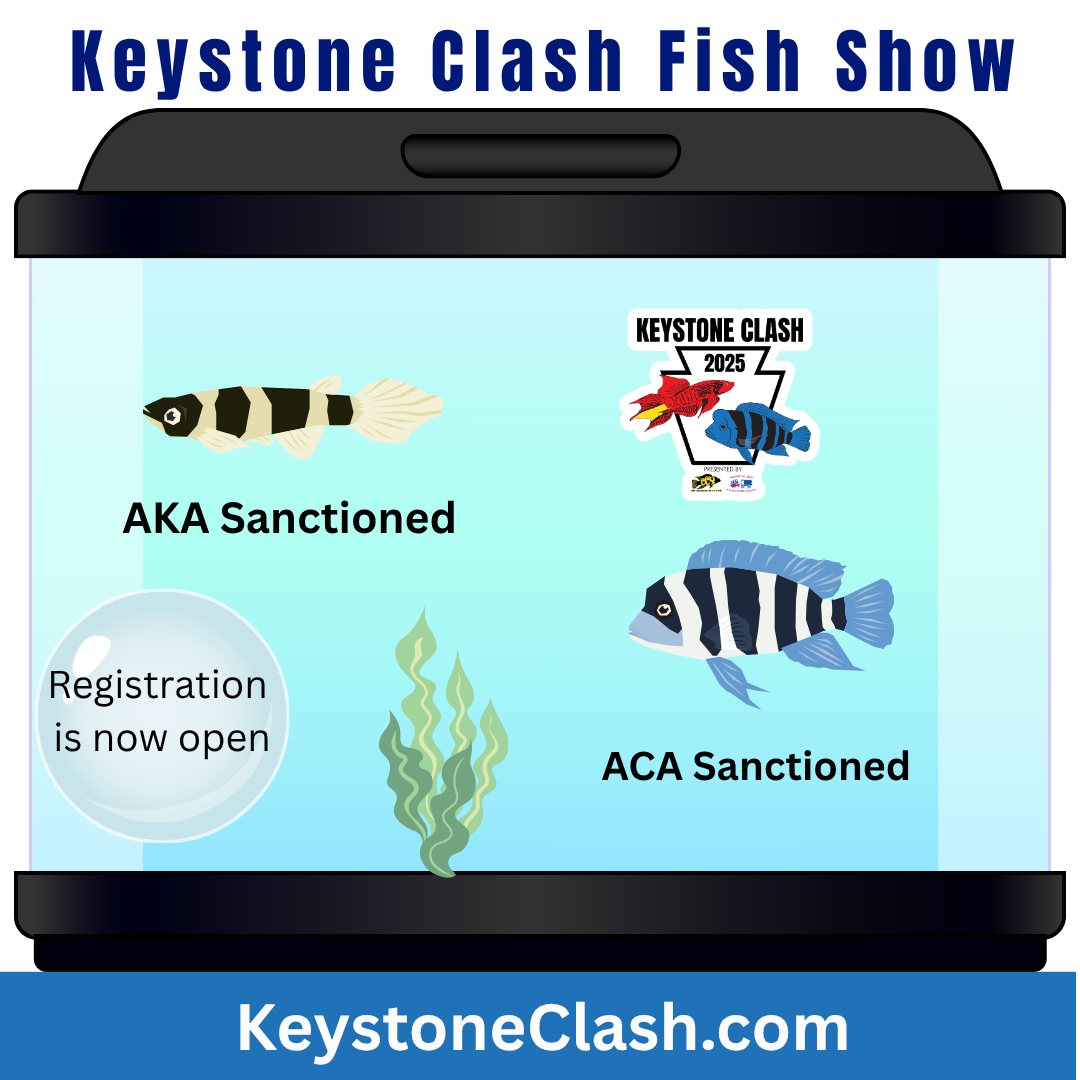 Keystone Clash - The moment everyone has been waiting for!... | Facebook