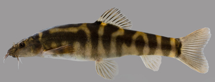 ぱんだ 𝑀𝑎𝑔𝑛𝑖𝑠𝑐ℎ𝑖𝑠𝑡𝑢𝑟𝑎 𝑘ℎ𝑎𝑜𝑘𝑟𝑎𝑗𝑜𝑚, a new genus and