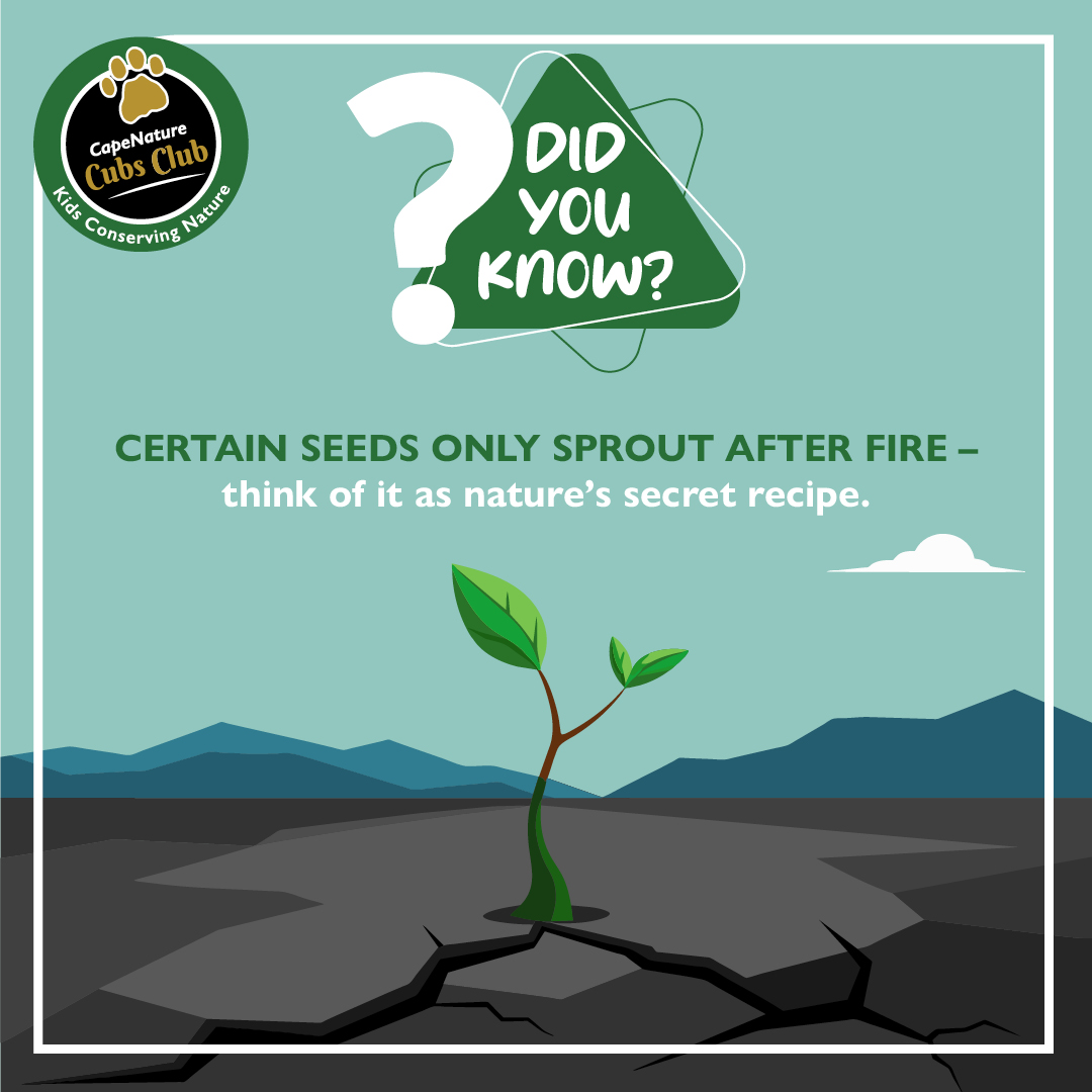 CapeNature - 🔥 Did you know? Certain seeds only sprout... | Facebook
