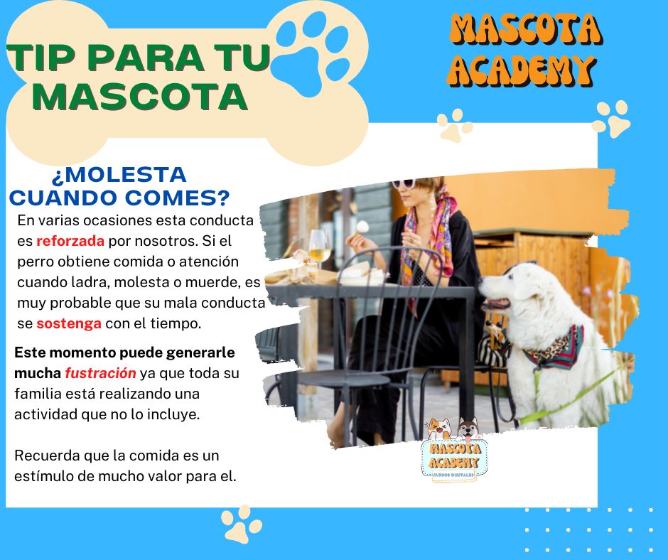 Mascota Academy