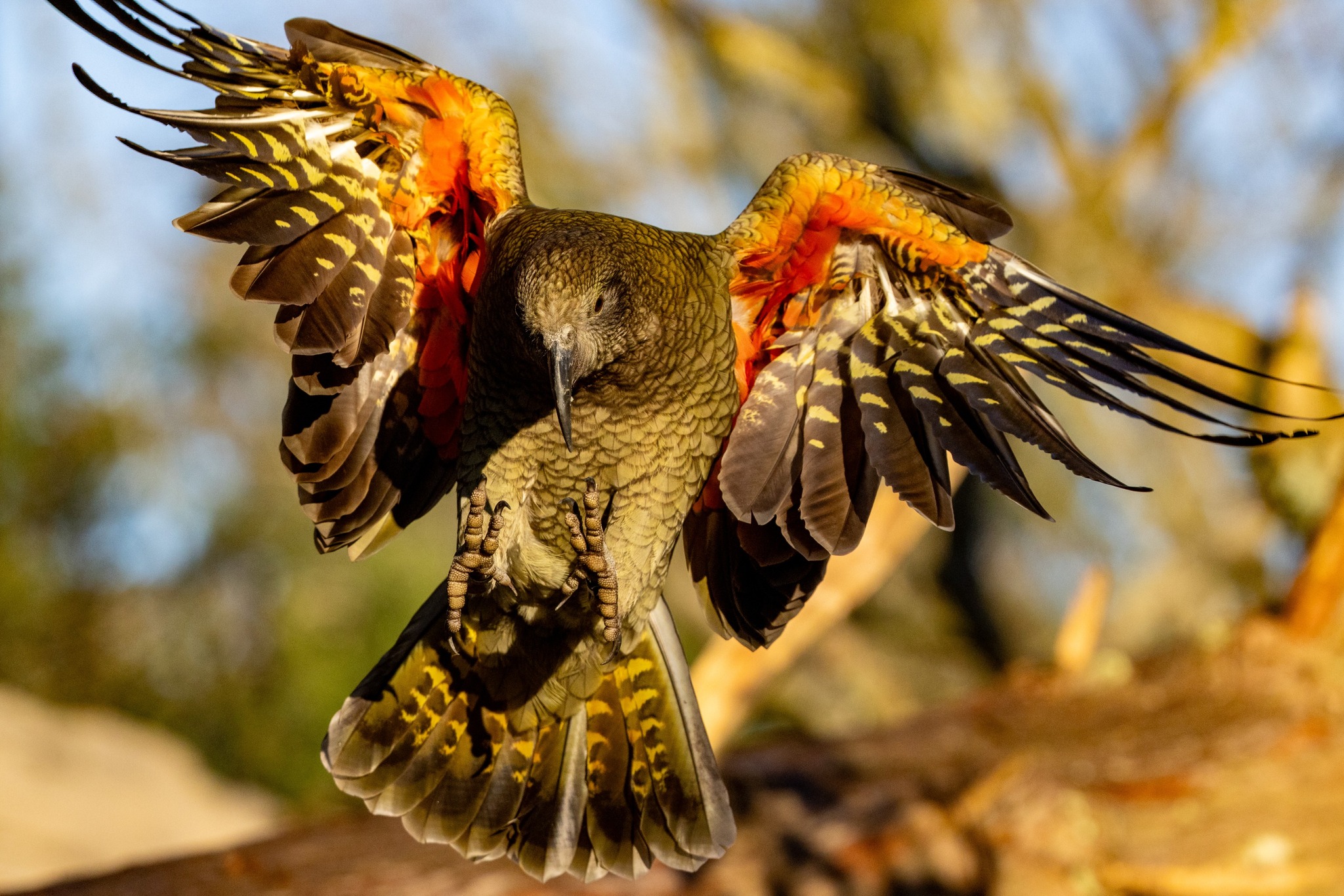 The keas have landed! Earlier this month, two curious kea parrots 