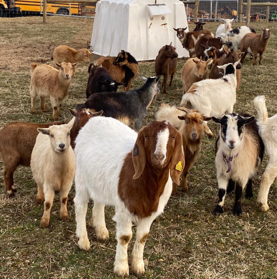 Snyder’s Sheep and Goat Farm | Everett PA