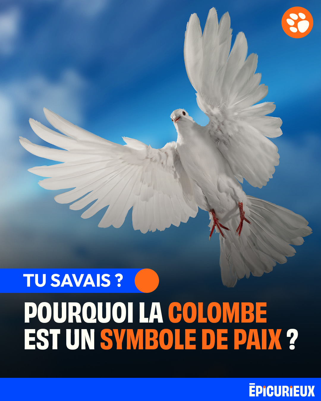 Epicurieux - La colombe ou plutôt le pigeon - car oui,... | Facebook