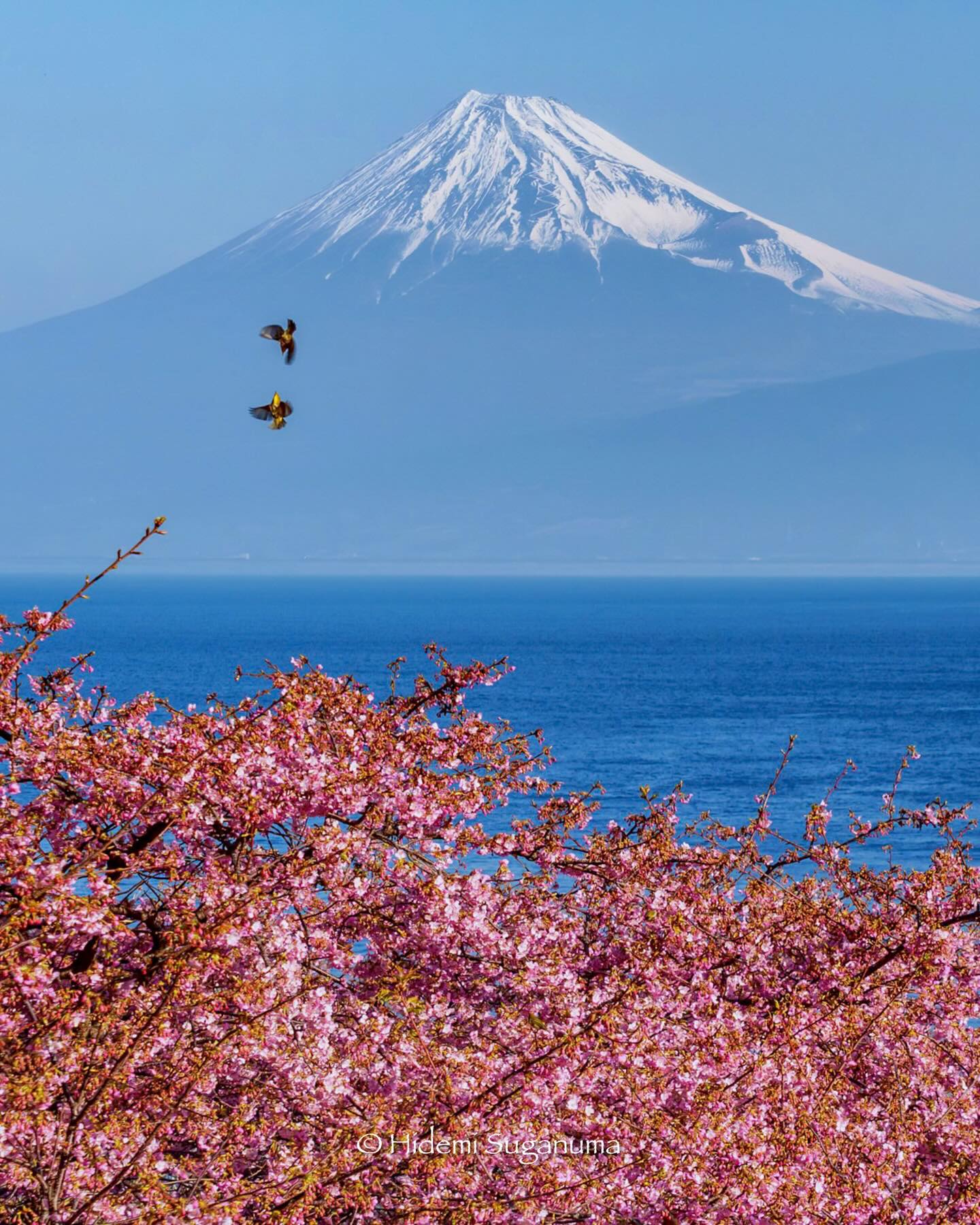 富士山麓季節風景｜FUJIYAMA DAYS. (@FUJIYAMA.DAYS) • Facebook