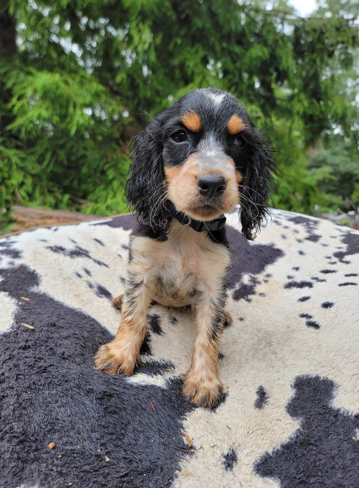 English Springer Spaniels of Stevens Creek | Clarks Hill SC