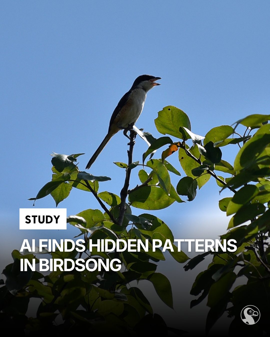 The Dodo - Birdsong may be more structured than it sounds. Researchers ...