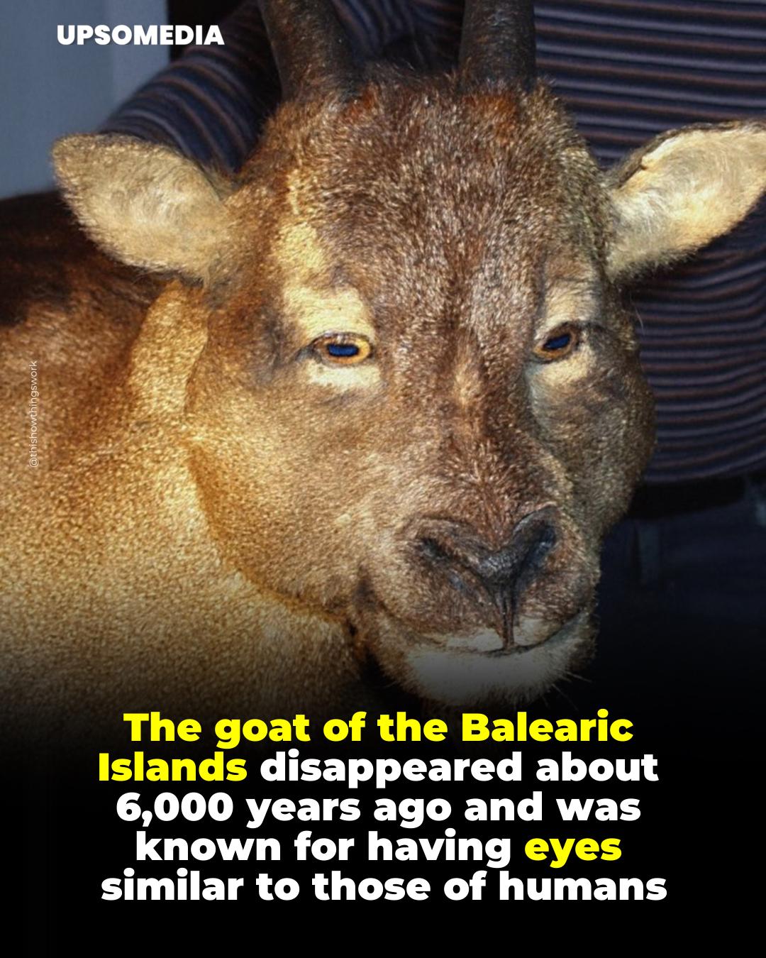 The Kiwi - The Balearic goat, or Myotragus balearicus, was a unique ...
