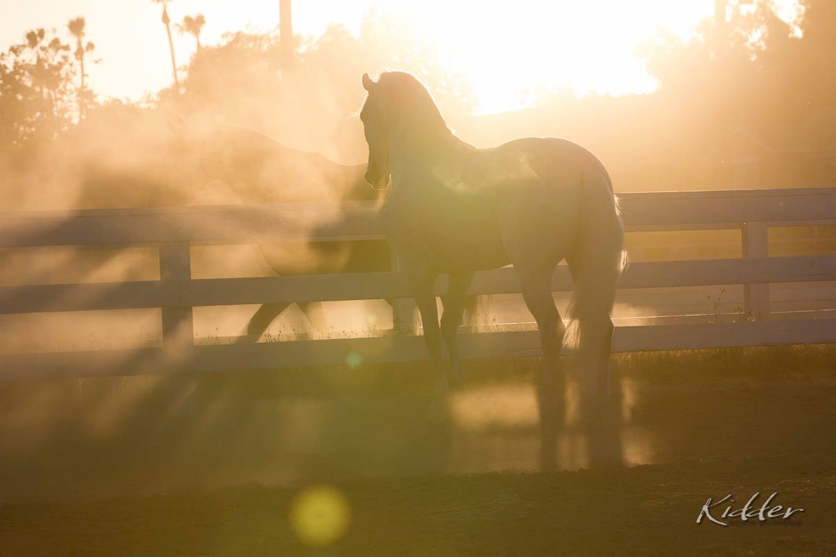 El Campeon ZARCO. Thank You Kevin... - Placeres Del Oro Ranch | Facebook