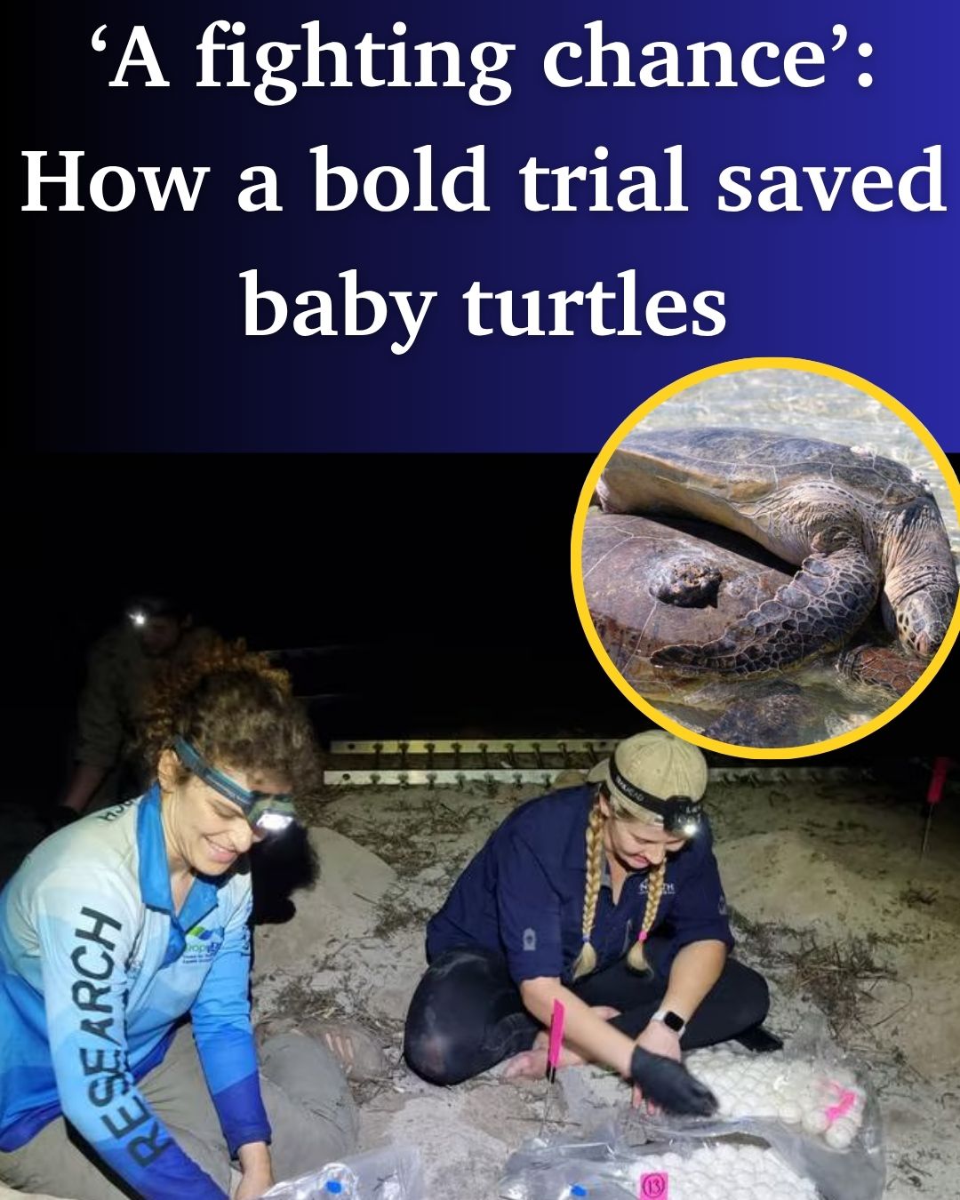 Cairns - A groundbreaking rescue mission has saved thousands of baby ...