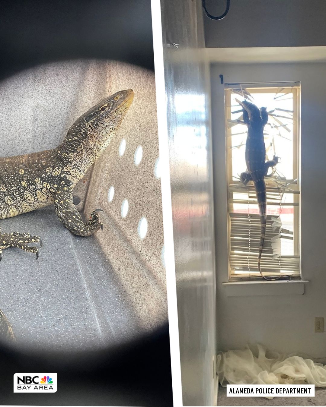 NBC - Alameda police were recently called to a home where the former ...