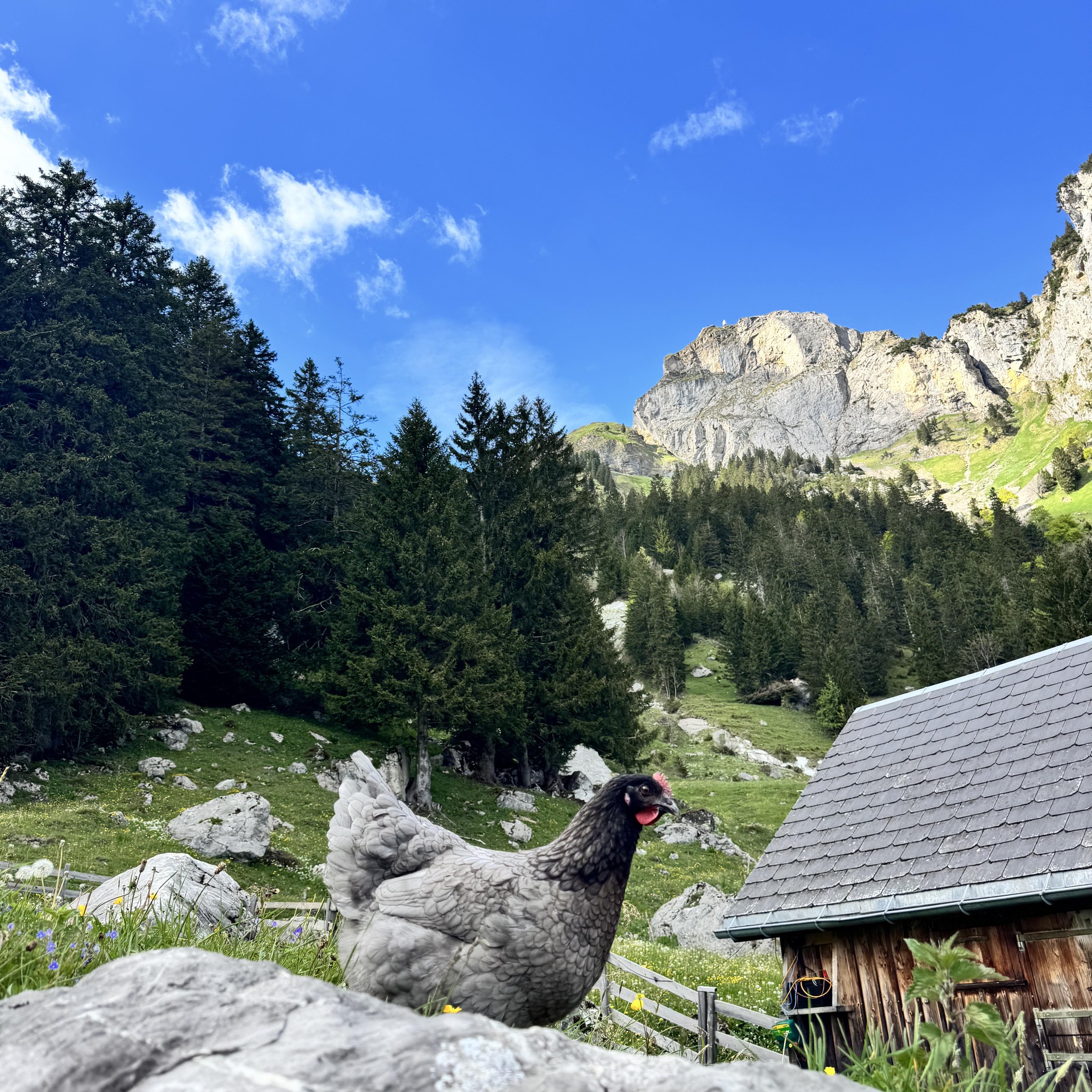 Berggasthaus Alp... - Berggasthaus Alp Rohr / Oma’s Chuchi