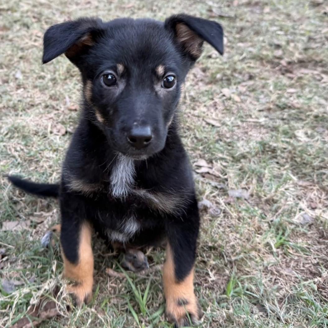 Sandy Paws Rescue Inc.