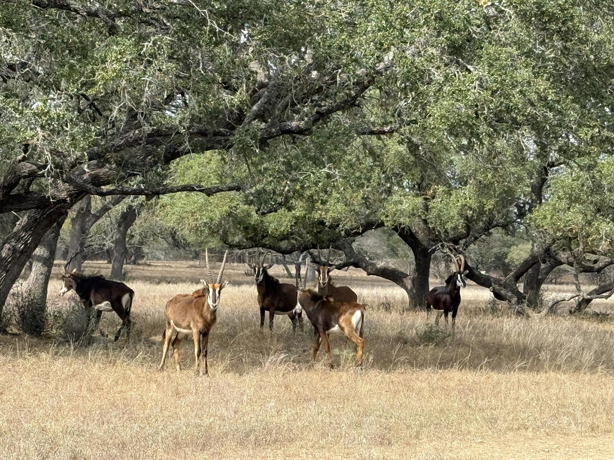 Double G Ranch | Spring Branch TX