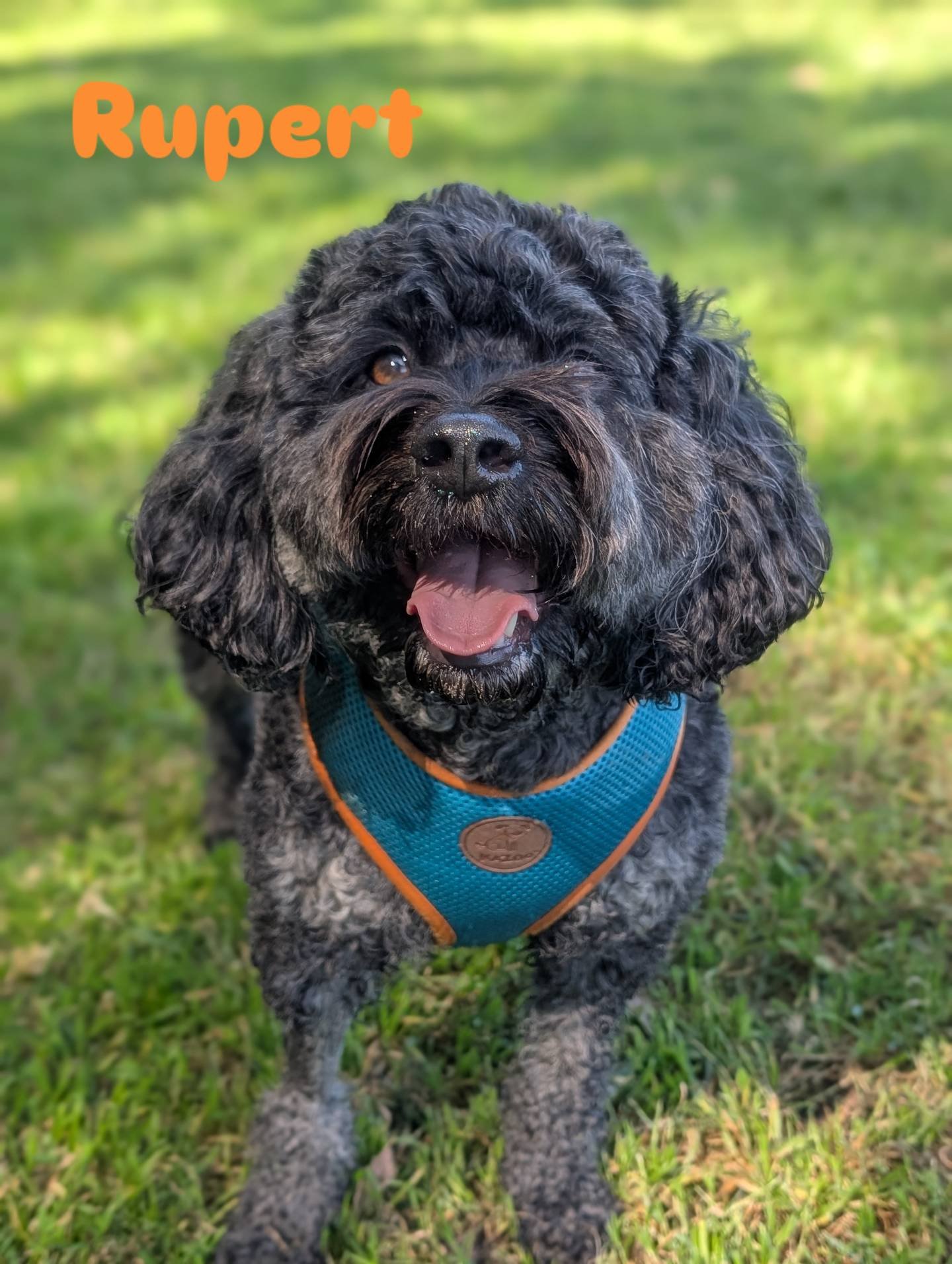 Rascals - MEET THE CREW - Roopy was one of my 1st clients in Sydney in ...