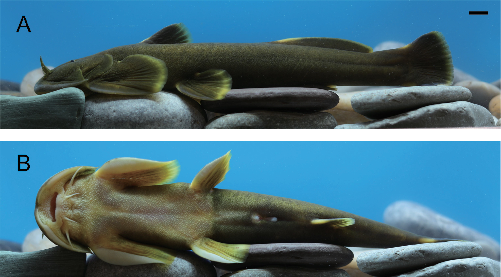 ののん 🐟 Introducing two new species of catfish
