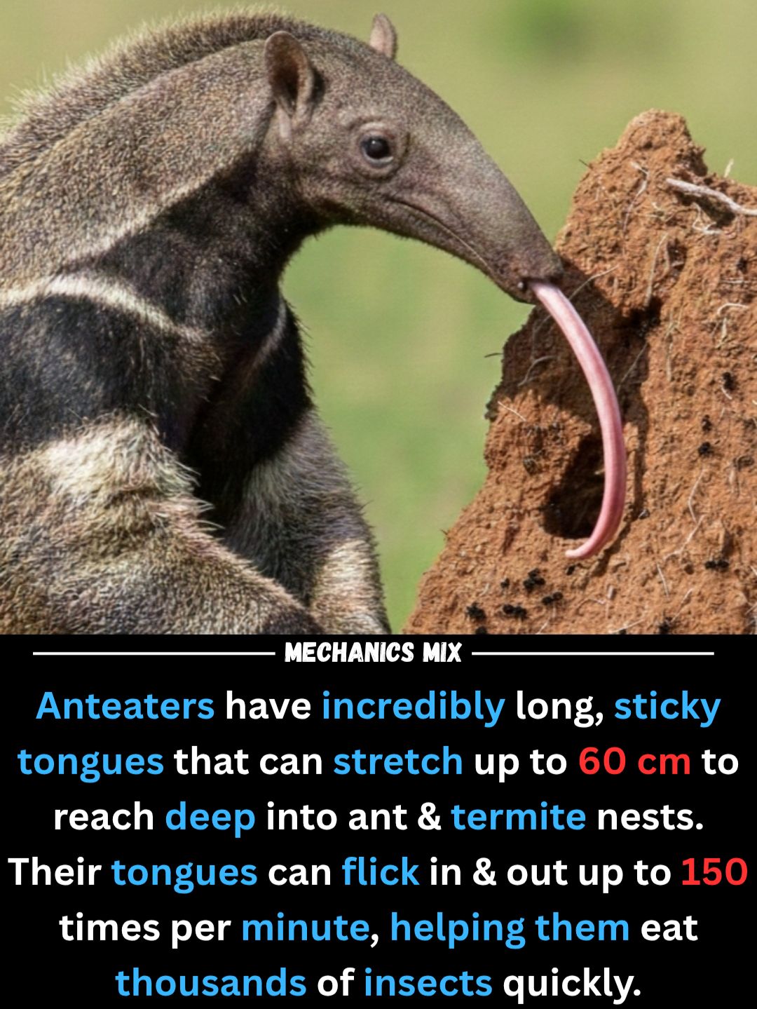Mechanics - The giant anteater is a massive animal that reaches ...
