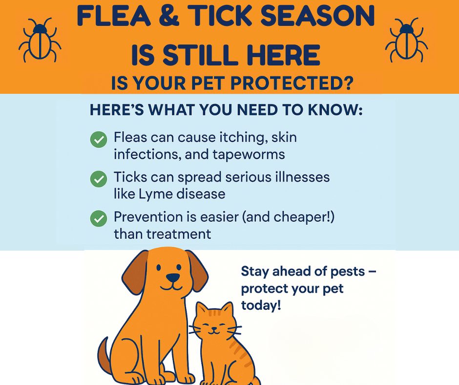 Beautiful view of Hot Weather Cat Flea Prevention