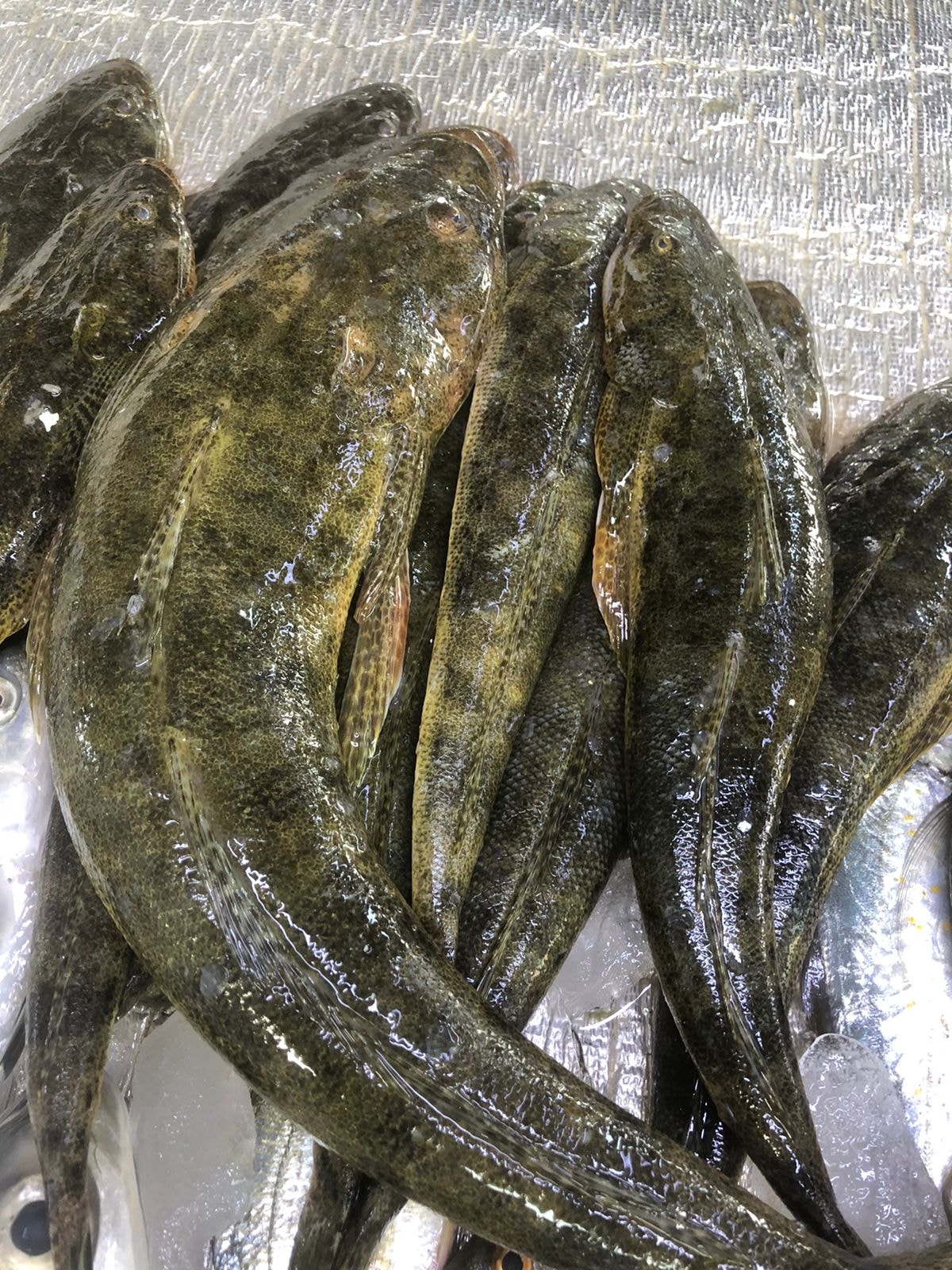 Saudi Fish vlog | Jeddah