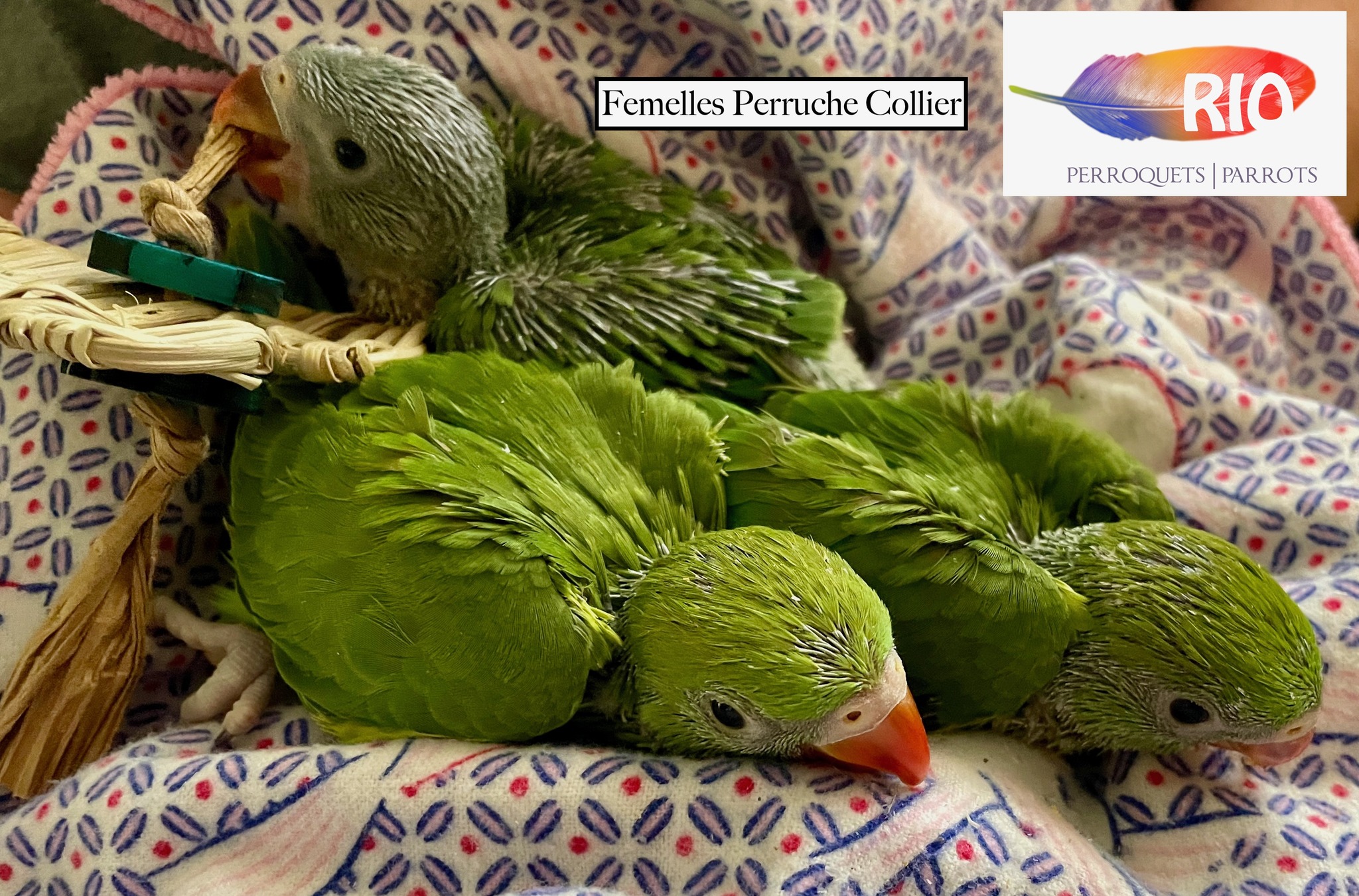 Perroquets Rio, Rio Parrots... - Perroquets Rio, Rio Parrots