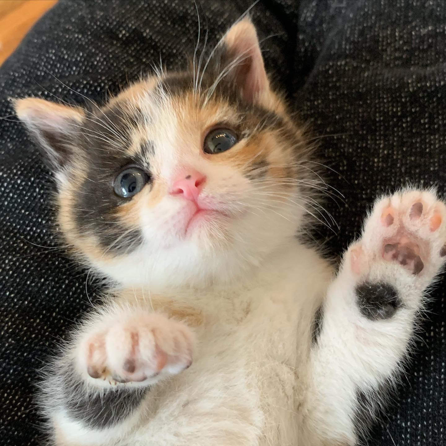 Toronto Kitten Rescue
