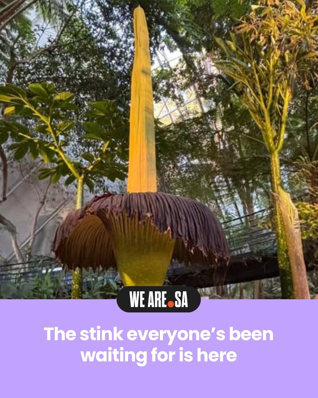 SA - It’s happening — Smellanie has bloomed 🌺 The famous corpse flower ...
