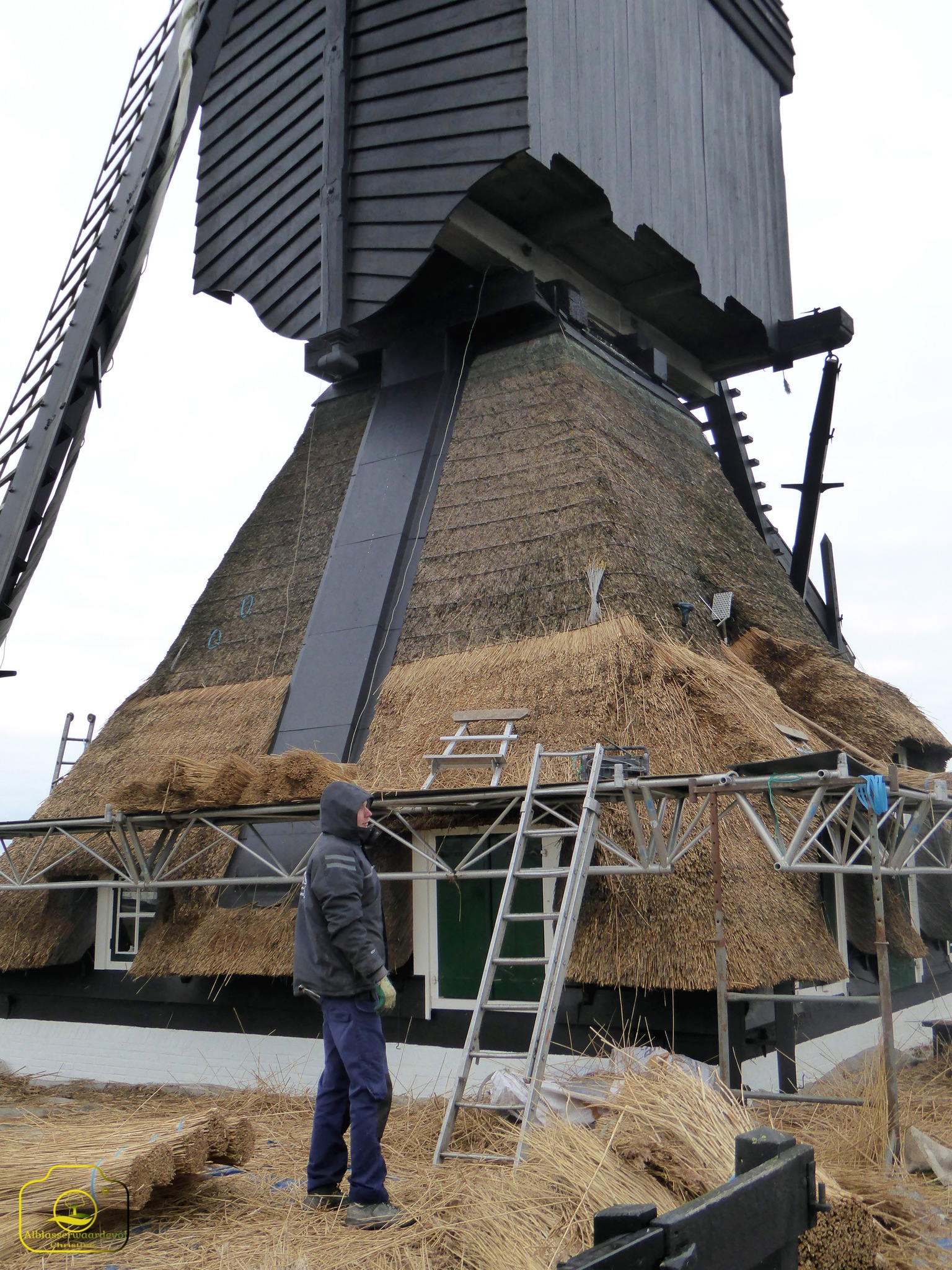 Alblasserwaardevol - Een nieuw jaar met nieuw riet. Hier wordt deze ...