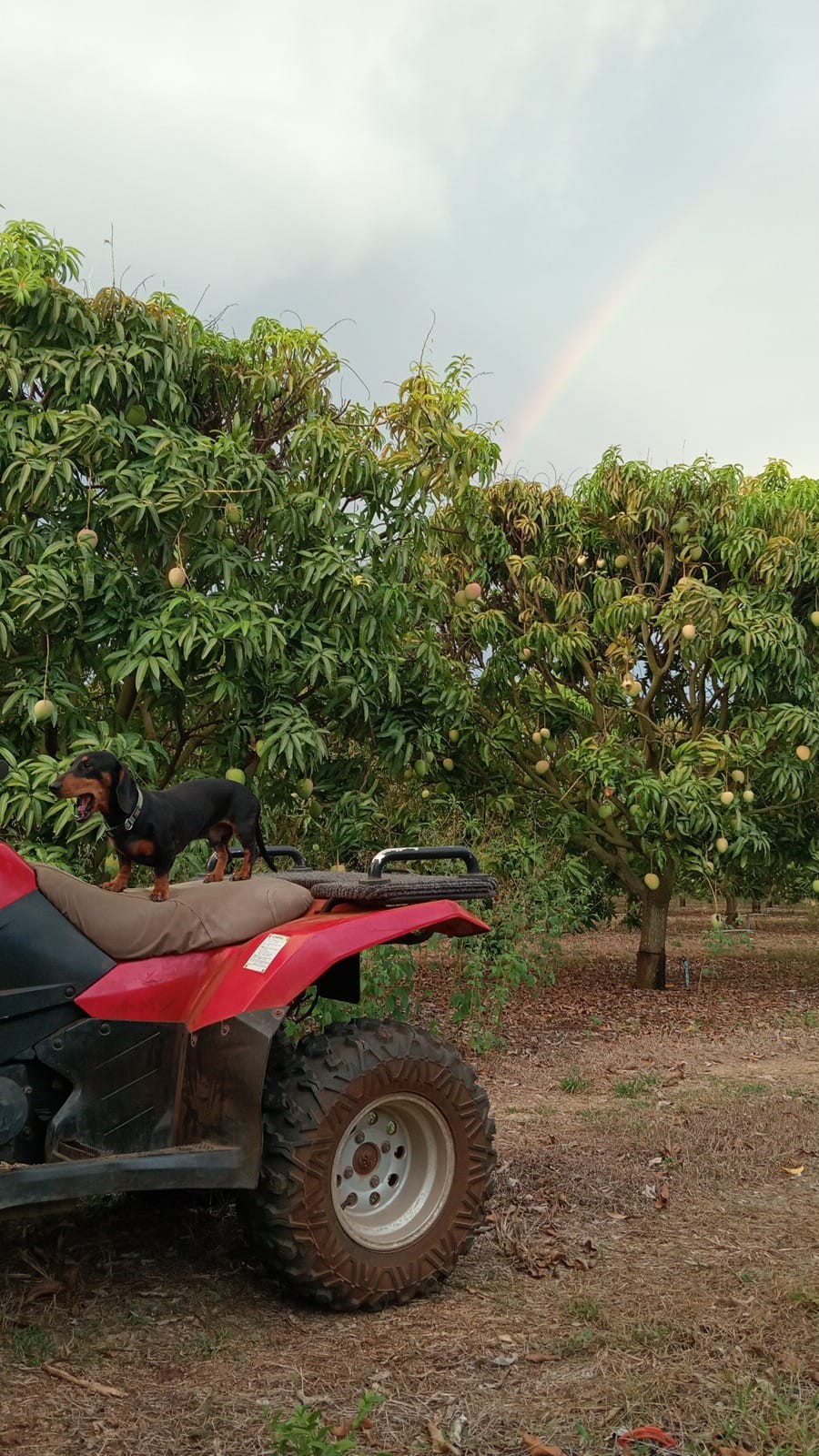 Piñata Farms - HONEY GOLD MANGO UPDATE: It's all about to... | Facebook
