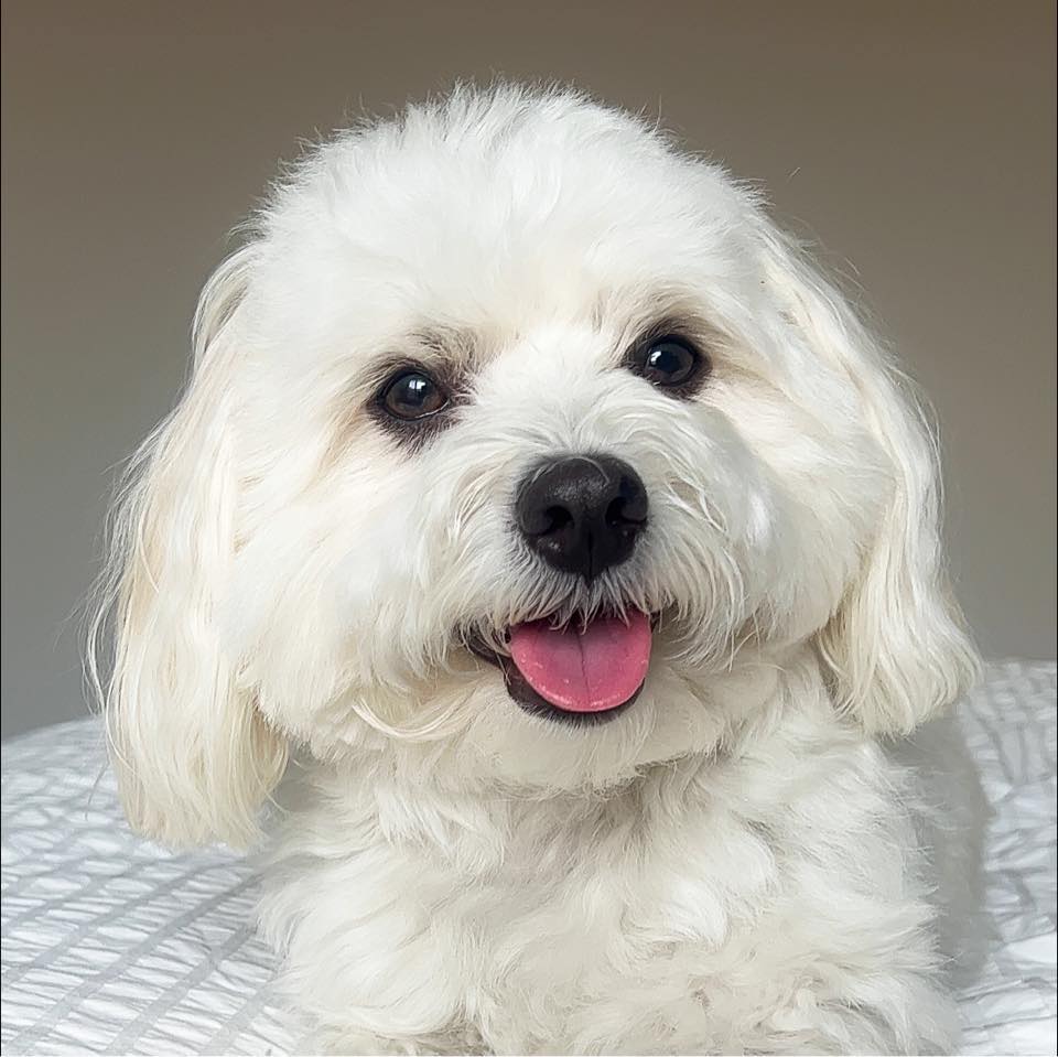 𝔻𝕠 𝕟𝕠𝕥 𝕕𝕚𝕤𝕥𝕦𝕣𝕓 . Where’s your dog’s go to spot for eating treats ...