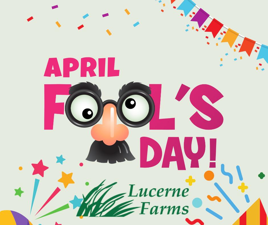 KOOP CLEAN™ Chicken Bedding | Chicken Coop Straw | Lucerne