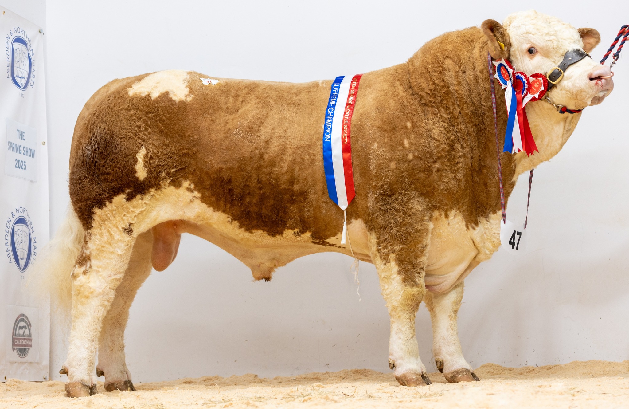 British Simmental... - British Simmental Cattle Society