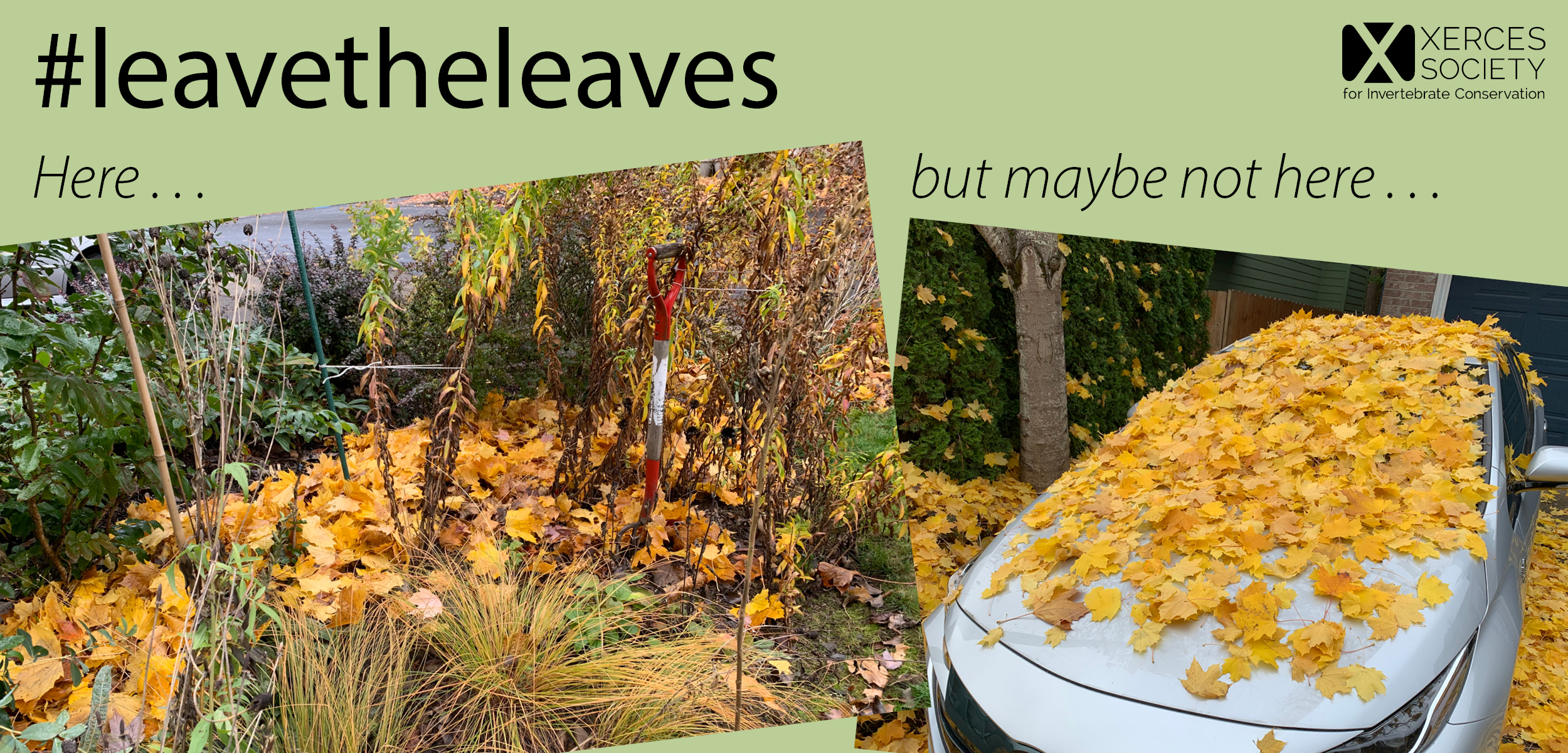 City - Leave the leaves does not mean ignoring them and leaving them ...