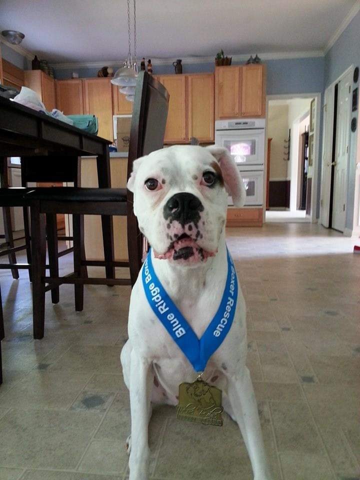 Blue Ridge Boxer Rescue Virtual Run