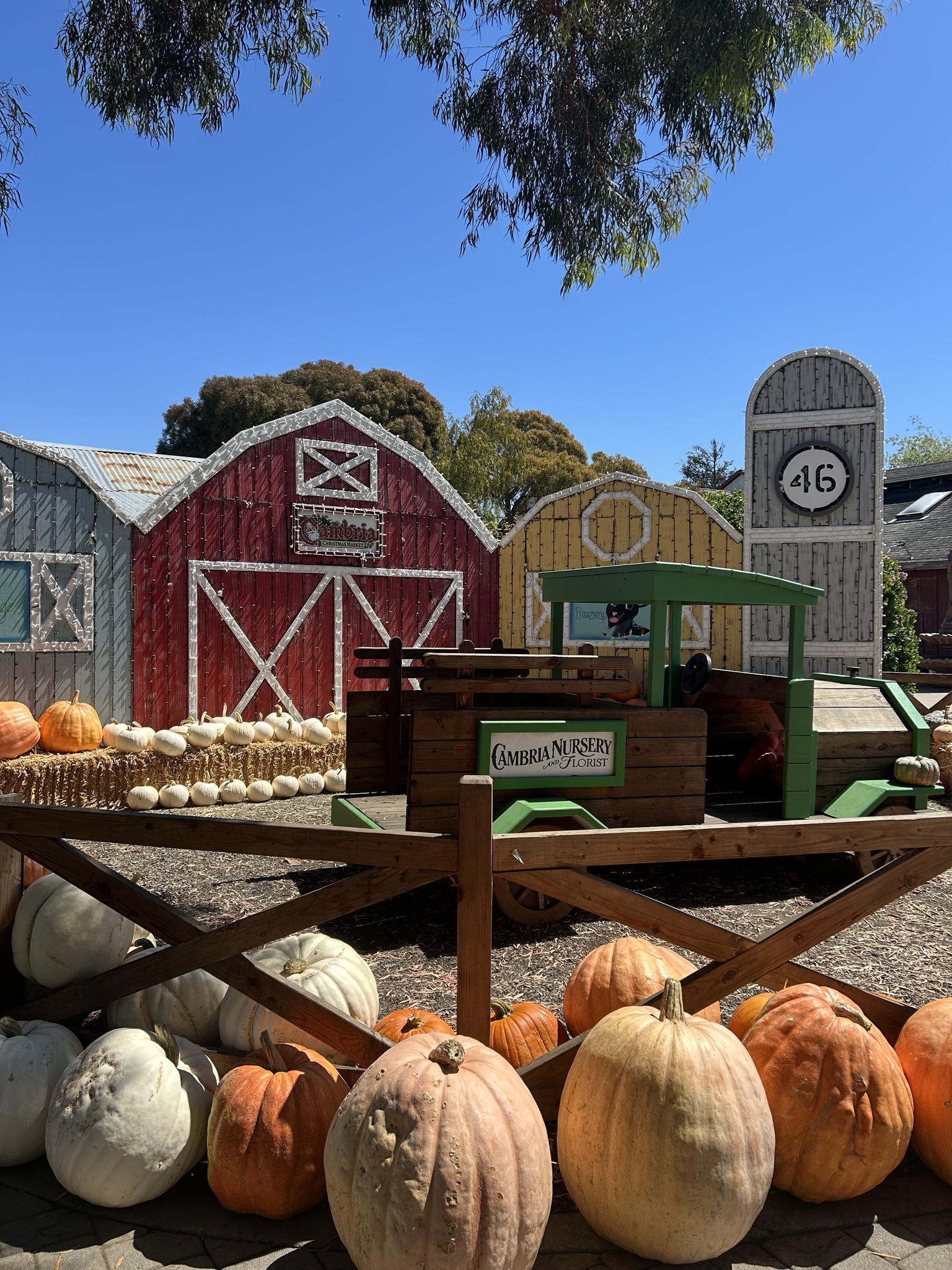 🎃 Our pumpkin patch is... - Cambria Nursery and Florist | Facebook