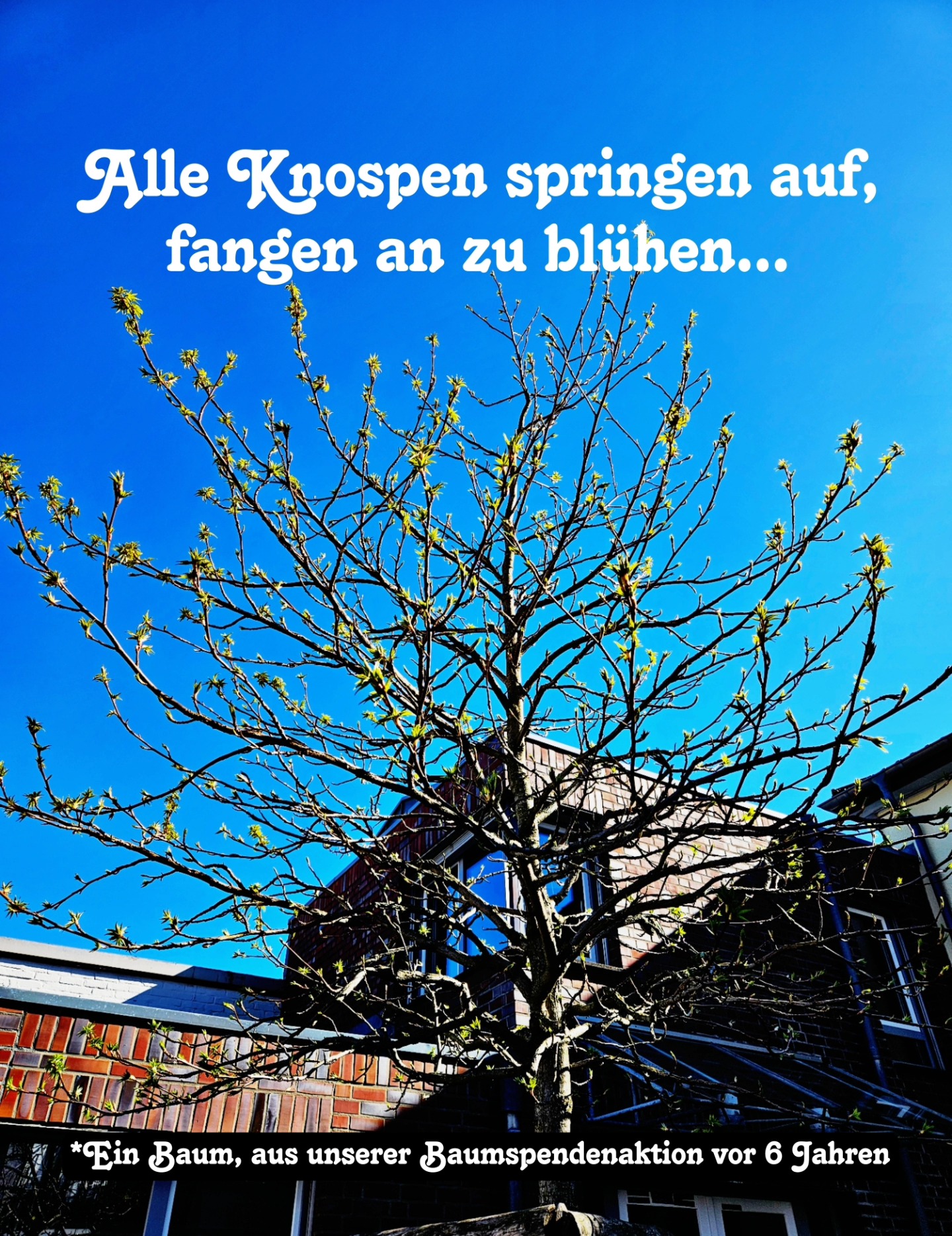 Vor etwa sechs Jahren haben wir gemeinsam Bäume gepflanzt. Damals noch kleine Setzlinge – heute stehen sie sichtbar gewachsen da. Und jetzt im Frühling passiert genau das, was Hoffnung sichtbar macht: Die