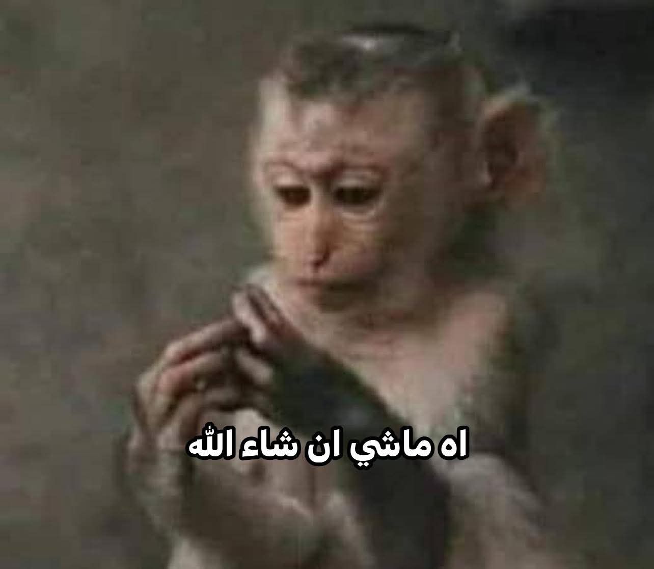 Dr-Walaa Hamdy