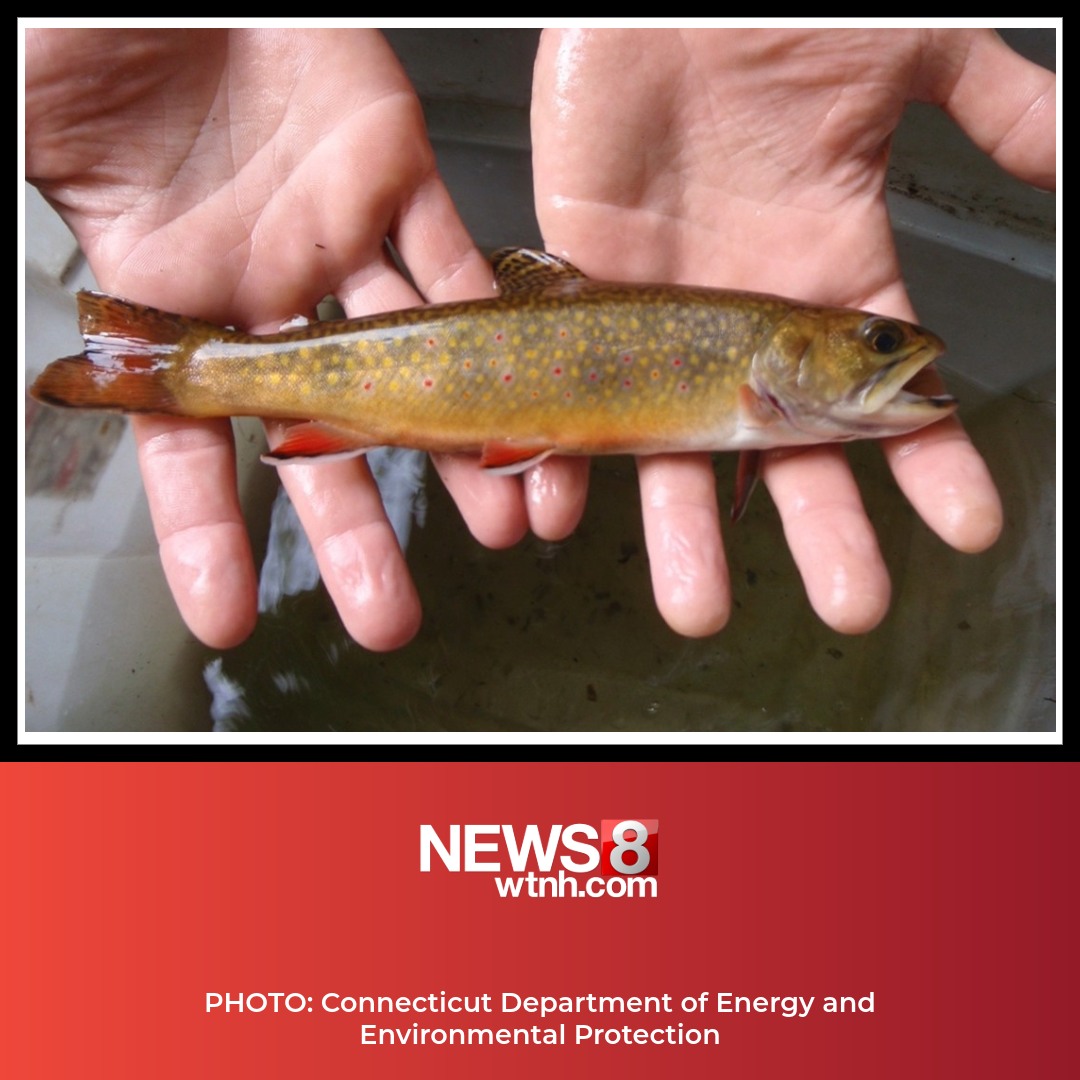 WTNH - New inland sportfishing regulations are being implemented at the ...