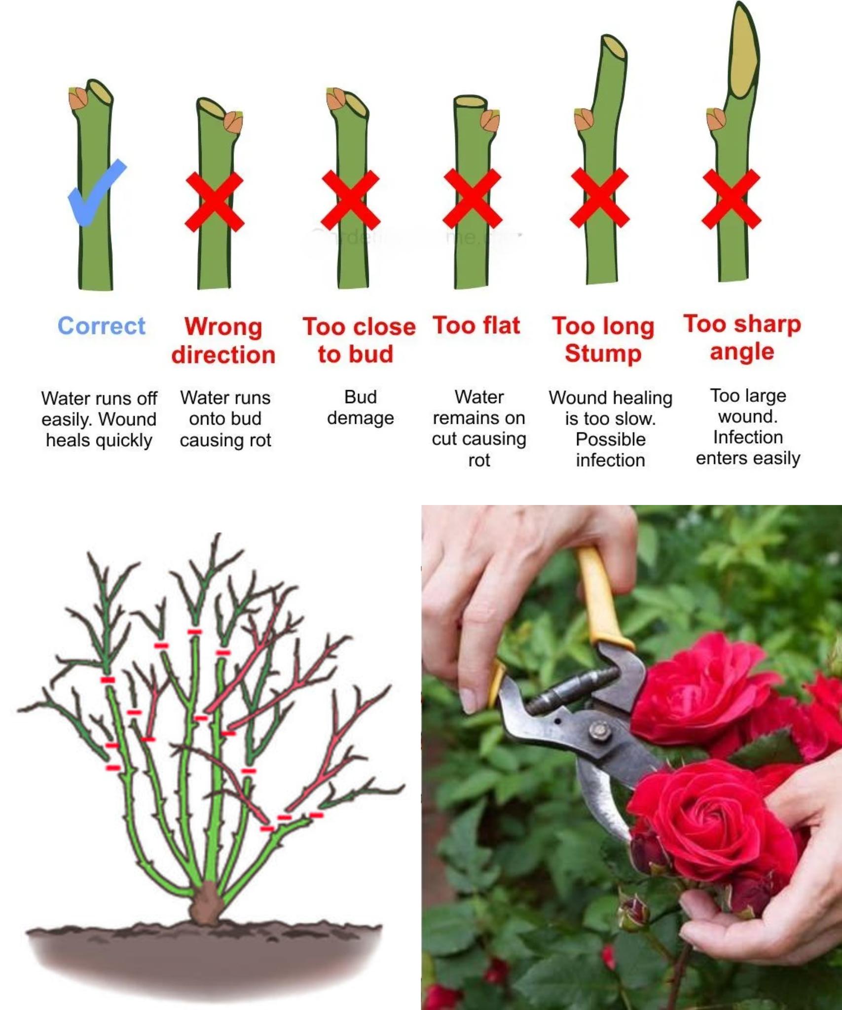 Agricultural - 🌹 ️ The Art of Rose Pruning: 7 Steps for Healthy Blooms ...