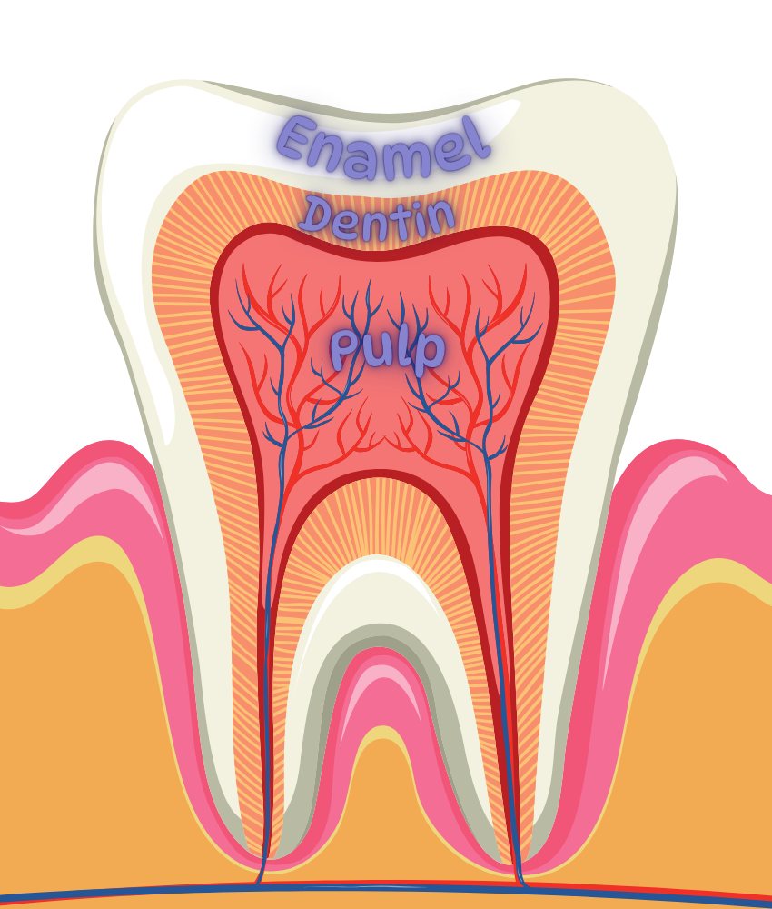 Shell - 🦷 WHAT'S INSIDE YOUR TOOTH? 🦷 Ever wondered what your teeth are ...