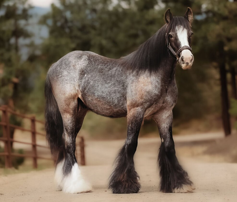 ⭐️HOLY MOLY⭐️ Do you all remember... - Ponderosa Ridge Ranch | Facebook