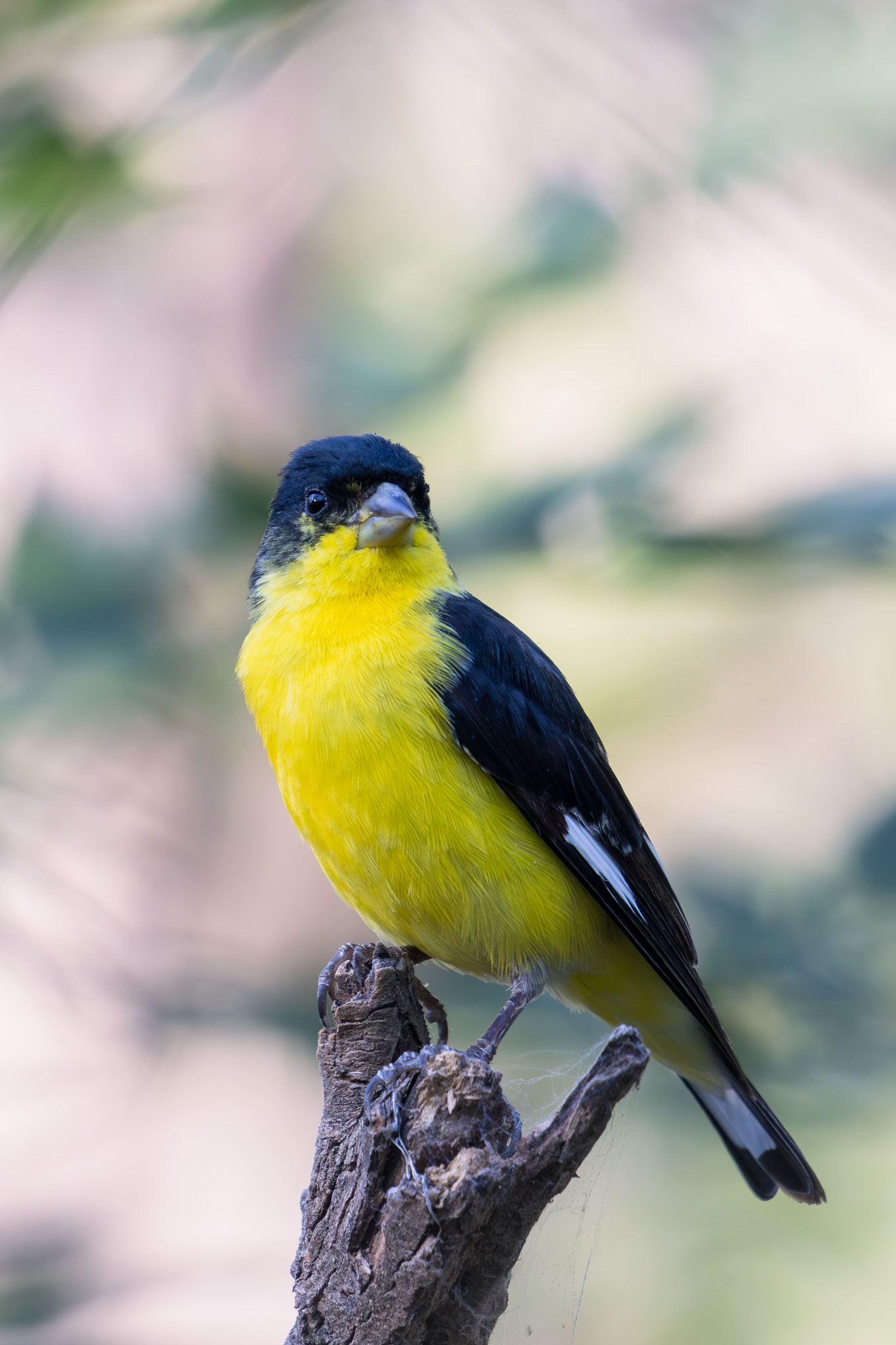 Lesser Goldfinch ( Spinus psaltria) Texas, EE.UU