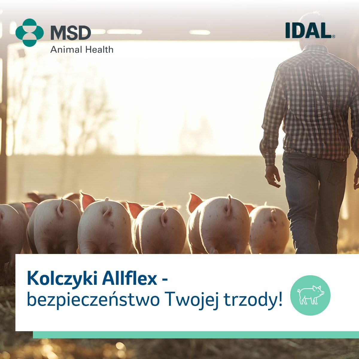 MSD Animal Health Farm Management Solutions - „Hu hu ha nasza zima zła ...