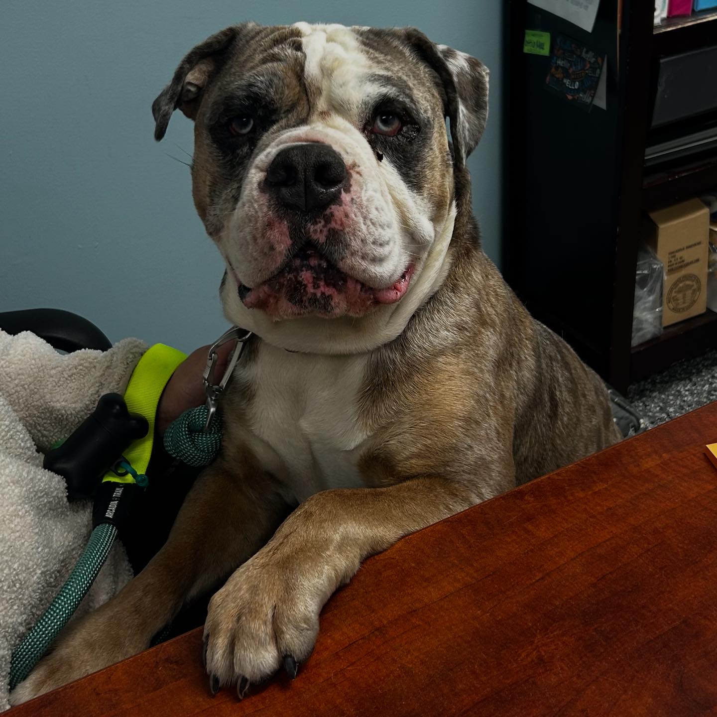 Our newest... - Noah's Ark Animal Sanctuary, Inc. Rockford IL | Facebook