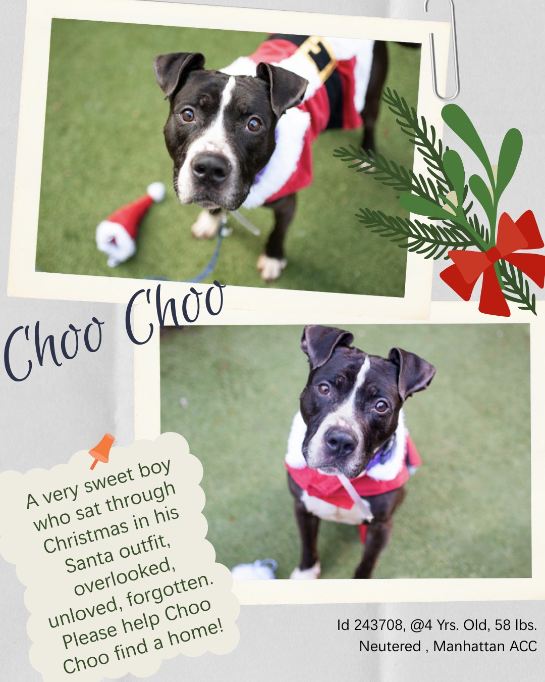 Dogs - SWEET CHOO CHOO IS GONE BUT NOT FORGOTTEN 😢 *** He's waited so ...