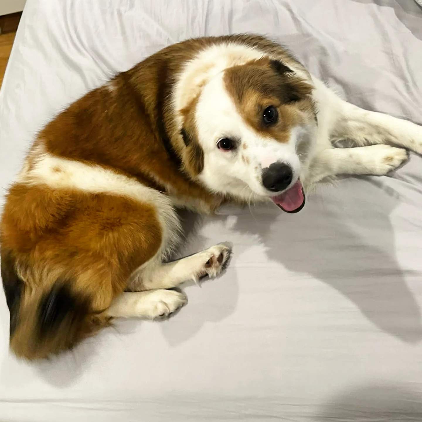 Save Me Rescue - UPDATE: Lucy has an application! Looking... | Facebook