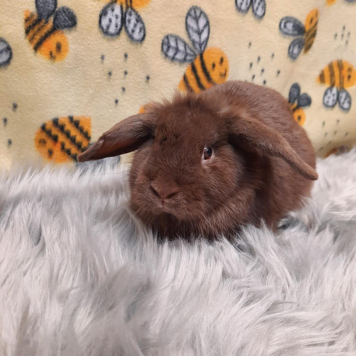 Meet Sage 💚! This handsome... - Bunny Bunch Rabbit Rescue | Facebook