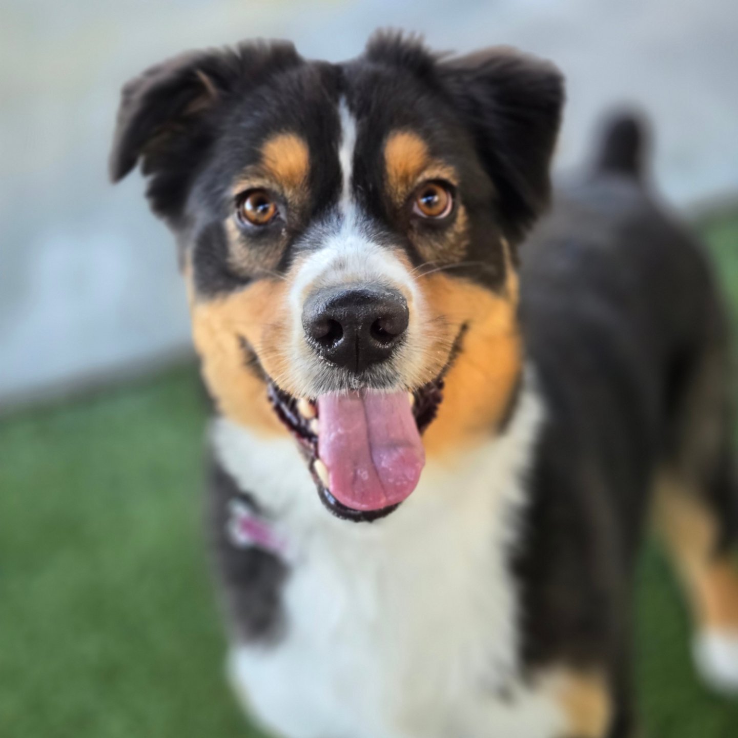 Spring Creek Kennel &... - Spring Creek Kennel & Cattery