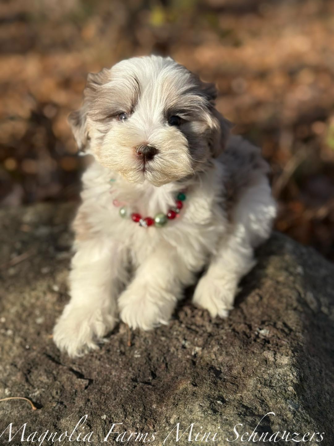 Magnolia Farms Mini... - Magnolia Farms Mini Schnauzers