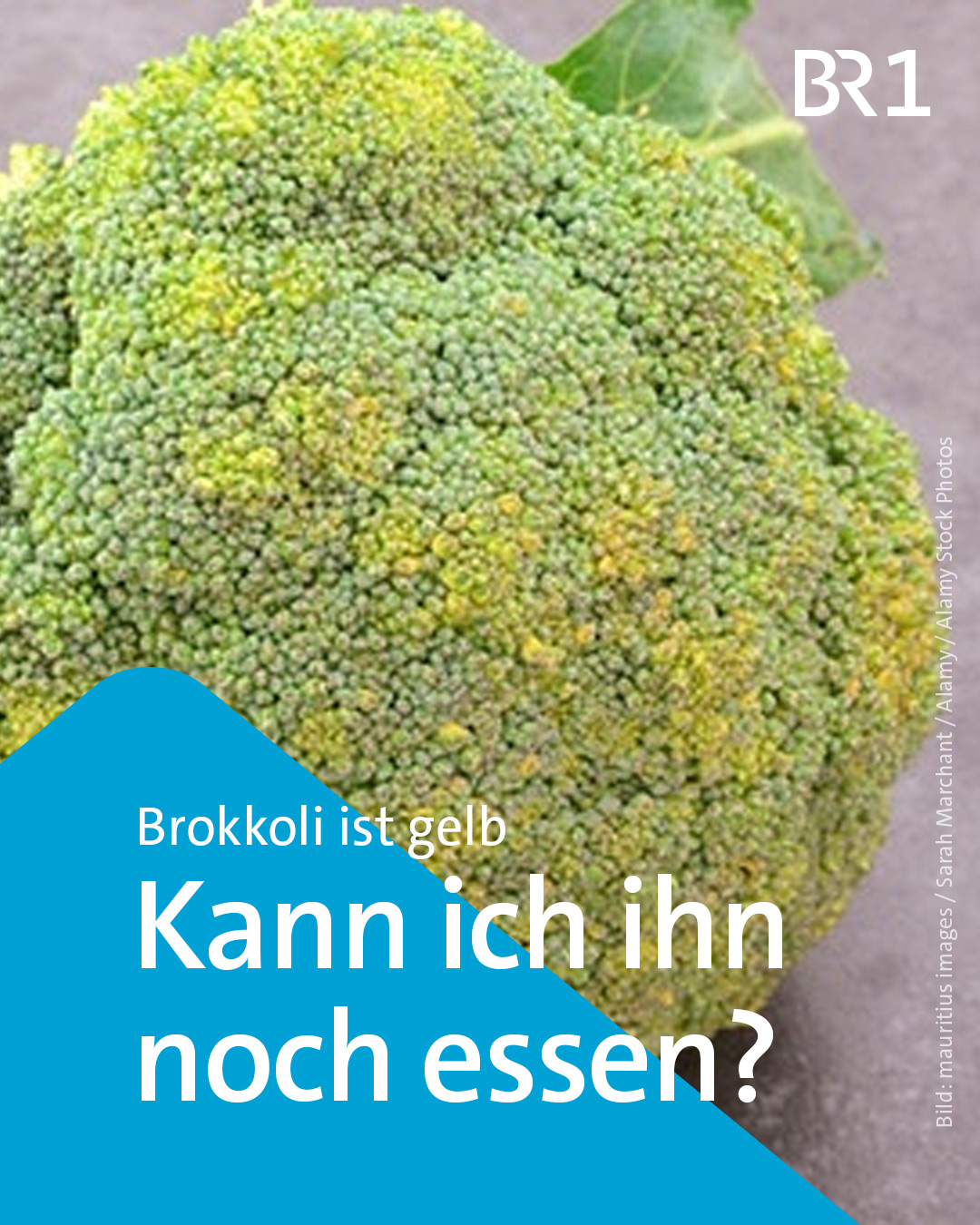 käse aufbewahren behälter Zum Schneiden, Käseversiegelung | Käsebehälter mit Deckel Foldable electric scooters Farbe:Grau Abus Schlosskette 130 cm