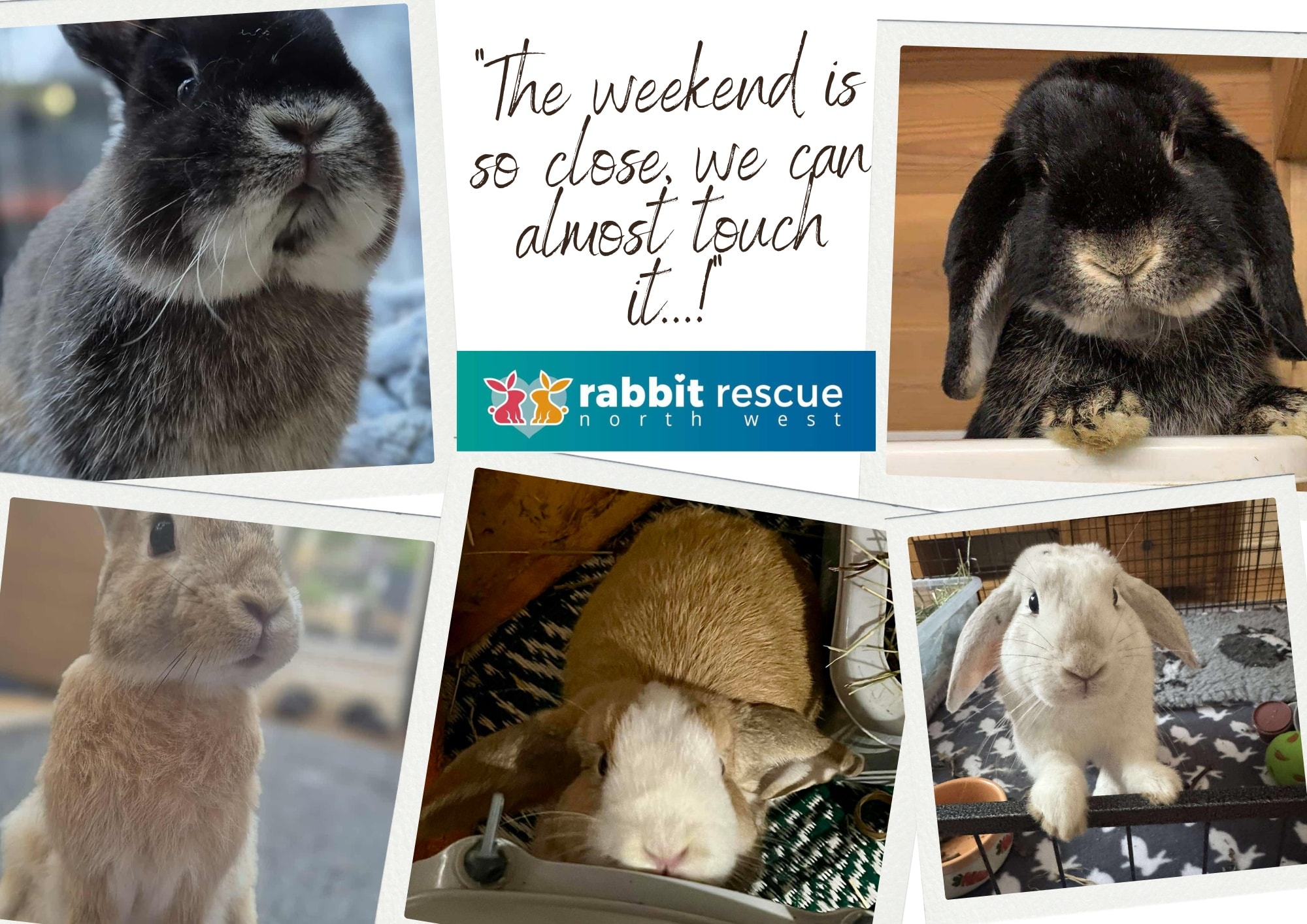😍 January is a long month, but... - Rabbit Rescue North West | Facebook