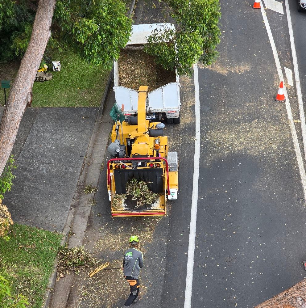 Trees & Landscape Creations | Gold Coast QLD